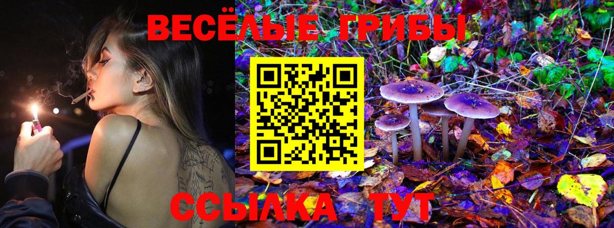 где можно купить наркотик  Псилоцибиновые грибы MAGIC MUSHROOMS  Луга  Вход с VPN  Псилоцибиновые грибы Psilocybine cubensis 